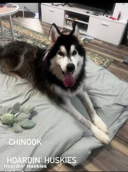 Chinook -  Siberian Husky and Alaskan Malamute Dog for Adoption in Sumter, South Carolina - Chinook | PetCurious