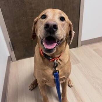Bear -  Labrador Retriever Dog Available for Adoption in Midland, Michigan - Bear | PetCurious