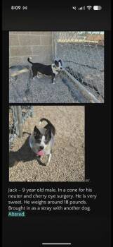 Jack -  Mixed Breed Dog for Adoption in Watertown, Wisconsin - Jack | PetCurious
