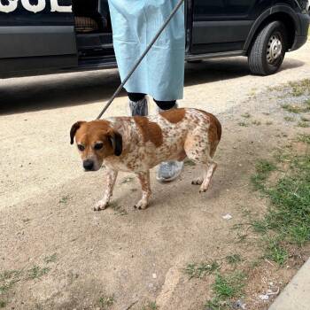 Highway 5983 -  Mixed Breed Dog for Adoption in Loxahatchee Groves, Florida - Highway 5983 | PetCurious
