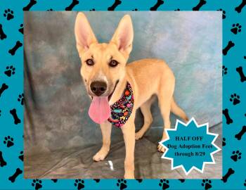 Rollo -  German Shepherd Dog Dog for Adoption in Salinas, California - Rollo | PetCurious