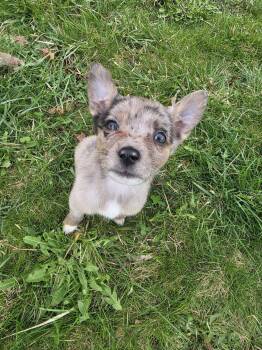 Chihuahua and Corgi Dogs Available for Adoption in Muskego, Wisconsin - Opal The Tiny Puppy | PetCurious