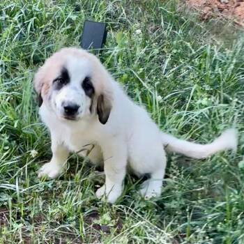 Lisa -  Great Pyrenees Dog Available for Adoption in Chattanooga, Tennessee - Lisa | PetCurious