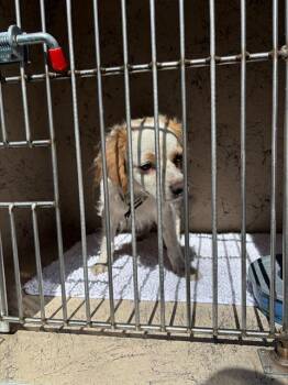 FIDDLE -  Cocker Spaniel and Mixed Breed Dog for Adoption in Las Vegas, Nevada - FIDDLE | PetCurious