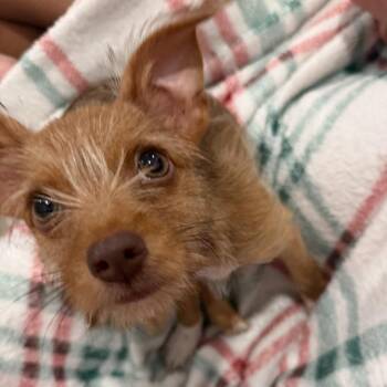 Pumpkin Muffin -  Chihuahua and Yorkshire Terrier Dog for Adoption in Quincy, Florida - Pumpkin Muffin | PetCurious
