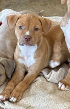 Mixed Breed Dogs Available for Adoption in St. Augustine, Florida - Olive Fka Bailee | PetCurious