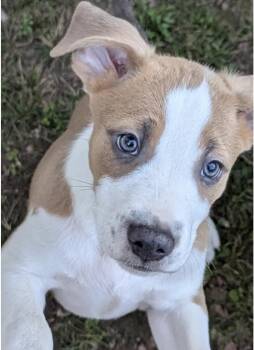 Rescue Australian Shepherd Dogs for Adoption in Hollister, Missouri - Adam | PetCurious