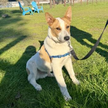 Cardigan Welsh Corgi and Cattle Dog Dogs Available for Adoption in Sonoma, California - Archie | PetCurious