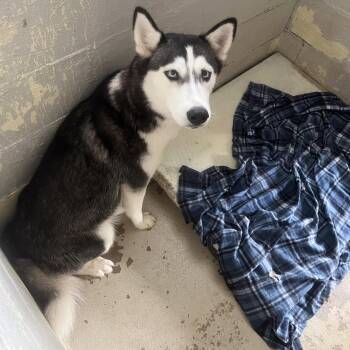 DIXIE HOPE  LOWER FEE! -  Husky Dog for Adoption in Locust Fork, Alabama - DIXIE HOPE  LOWER FEE! | PetCurious