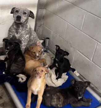 Australian Cattle Dog Blue Heeler Dogs Available for Adoption in Elizabethtown, North Carolina - Ma & Puppies | PetCurious