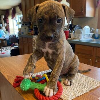 Alpine -  Pit Bull Terrier and Mixed Breed Dog for Adoption in South Elgin, Illinois - Alpine | PetCurious