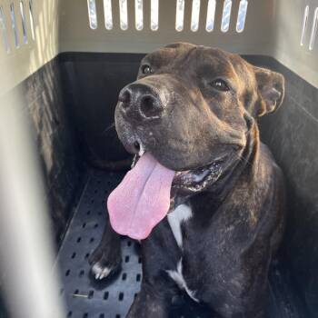 Quincey -  Mixed Breed Dog for Adoption in Lake Jackson, Texas - Quincey | PetCurious