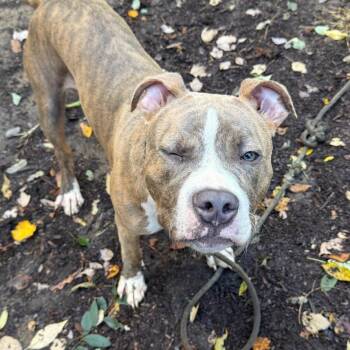 Balboa -  Mixed Breed Dog for Adoption in Asheville, North Carolina - Balboa | PetCurious