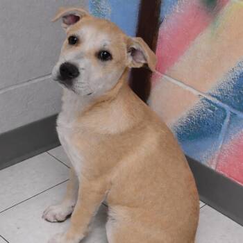 Mixed Breed Dogs Available for Adoption - Boba | PetCurious