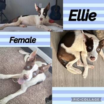 Ellie -  Husky Dog for Adoption in Manchester, Connecticut - Ellie | PetCurious