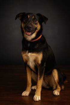 Rescue Black Labrador Retriever and German Shepherd Dog Dogs for Adoption in Cobden, Illinois - Trixie | PetCurious