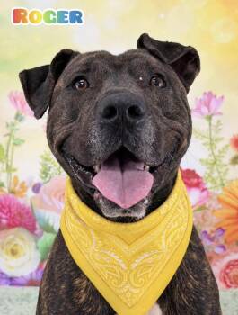Mixed Breed Dogs Available for Adoption in Flint, Michigan - Roger | PetCurious