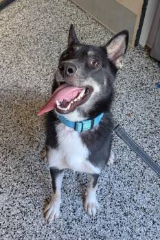 Twin Flame -  Mixed Breed Dog for Adoption in Cincinnati, Ohio - Twin Flame | PetCurious