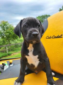 Rod -  Terrier and Beagle Dog for Adoption in Pottstown, Pennsylvania - Rod | PetCurious