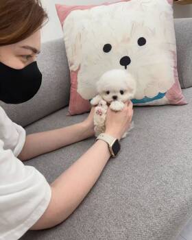 Bichon Frise Dogs for Sale in Los Angeles, California - ADEN | PetCurious