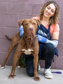 Mixed Breed Dogs Available for Adoption in Chamblee, Georgia - Oslo | PetCurious