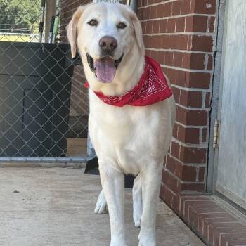 Dude -  Labrador Retriever Dog for Adoption in New Canaan, Connecticut - Dude | PetCurious