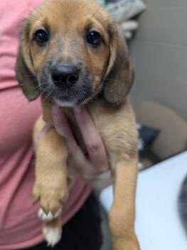 Autumn -  Beagle Dog for Adoption in Kimberlin Heights, Tennessee - Autumn | PetCurious