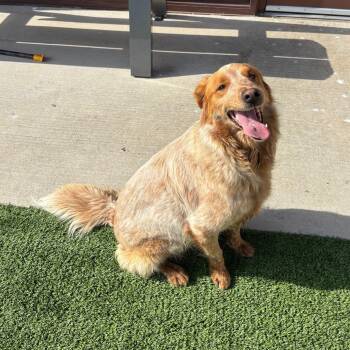 Australian Shepherd Dogs Available for Adoption - Bingo | PetCurious