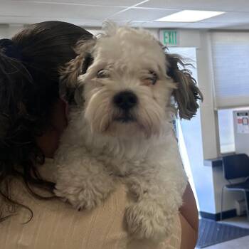 Oreo Pie -  Shih Tzu Dog Available for Adoption in Philadelphia, Pennsylvania - Oreo Pie | PetCurious
