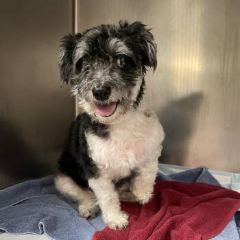 Chico -  Mixed Breed Dog for Adoption in Charleston, West Virginia - Chico | PetCurious