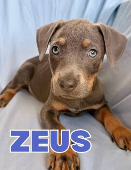 Zeus -  Pit Bull Terrier Dog for Adoption in Shalimar, Florida - Zeus | PetCurious