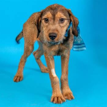 Labrador Retriever and Giant Schnauzer Dogs Available for Adoption - BLUEBERRY | PetCurious