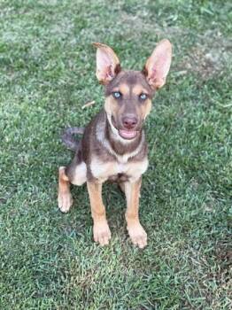 Indigo -  German Shepherd Dog and Mixed Breed Dog for Adoption in Morton Grove, Illinois - Indigo | PetCurious