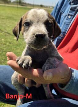 Cattle Dog Dogs Available for Adoption in Palos Heights, Illinois - Banjo | PetCurious