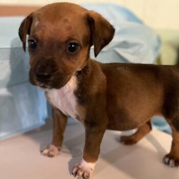 Anna -  English Bulldog and Mixed Breed Dog for Adoption in Mundelein, Illinois - Anna | PetCurious
