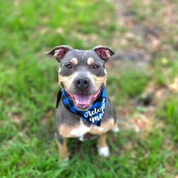 Cannoli -  Mixed Breed Dog for Adoption in Port Charlotte, Florida - Cannoli | PetCurious