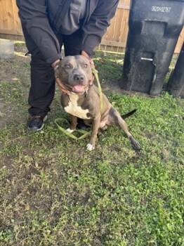 Rescue Mixed Breed Dogs for Adoption in West Chester, Pennsylvania - Blue | PetCurious