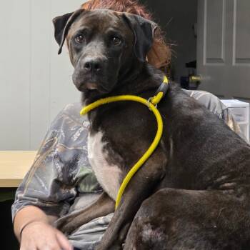 Rescue Terrier Dogs for Adoption in Clanton, Alabama - Echo Rebbeca | PetCurious