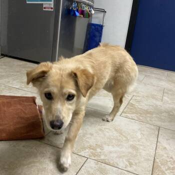 Spaniel Dogs Available for Adoption in Galveston, Texas - Goldie Paw | PetCurious