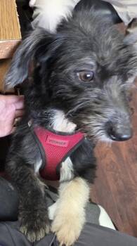 Bitsy -  Terrier and Mixed Breed Dog for Adoption in Blue Ridge, Georgia - Bitsy | PetCurious