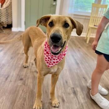 Chickie Nugget Ultimate Family Dog -  Labrador Retriever and German Shepherd Dog Dog for Adoption in Friendswood, Texas - Chickie Nugget Ultimate Family Dog | PetCurious