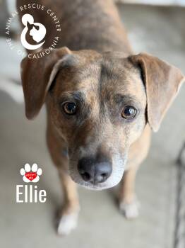 Mountain Cur Dogs Available for Adoption - Ellie | PetCurious
