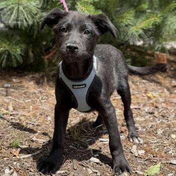 Guinness -  Labrador Retriever and Mixed Breed Dog for Adoption in East Hampton, New York - Guinness | PetCurious