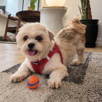 BENJI GS -  Shih Tzu Dog for Adoption in Lucas, Texas - BENJI GS | PetCurious