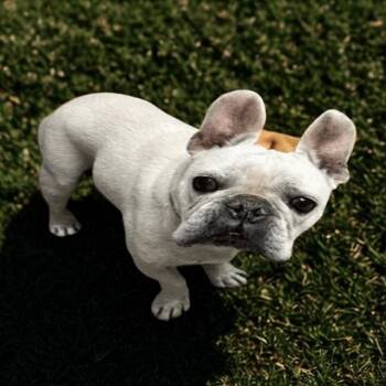 French Bulldog Dogs Available for Adoption - Frankie The Talking Frenchie | PetCurious