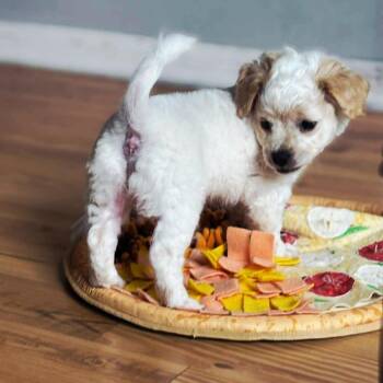 Chihuahua and Mixed Breed Dogs Available for Adoption in Montgomery, Texas - Lola | PetCurious