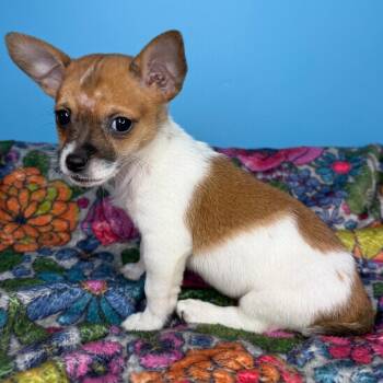 Lauryn -  Chihuahua and Brussels Griffon Dog for Adoption in San Antonio, Texas - Lauryn | PetCurious