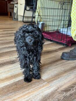 Burton -  Cavalier King Charles Spaniel and Poodle Dog for Adoption in Pine Grove, Pennsylvania - Burton | PetCurious