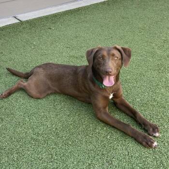 Labrador Retriever Dogs Available for Adoption - Claudia | PetCurious