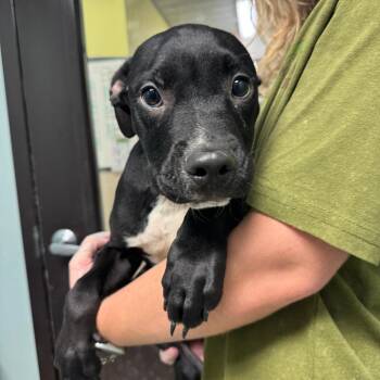 Iago -  Pit Bull Terrier Dog for Adoption in Columbia, Missouri - Iago | PetCurious